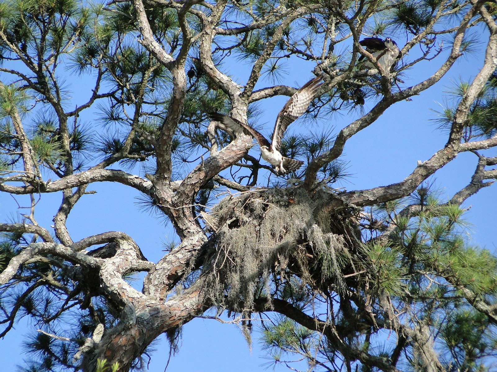 Sea Pines Osprey Nest #7515